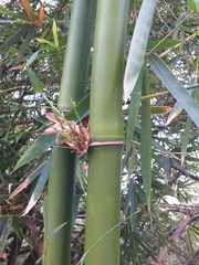 Bambusa