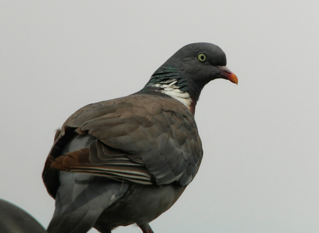 Common Wood-Pigeon from Nieuwe Niedorp, Netherlands on August 27, 2023 ...