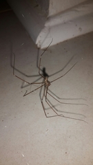 Smeringopus natalensis