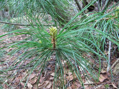 Pinus koraiensis iNat (2)