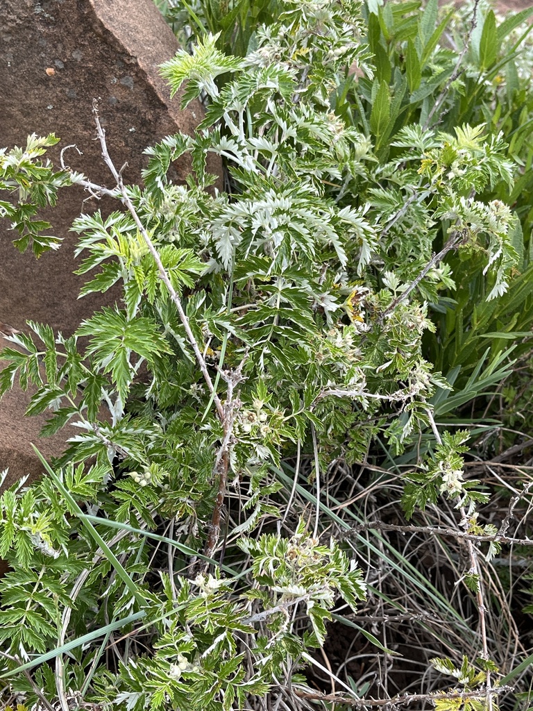 Silver Bramble from Matatiele Rural, Matatiele, EC, ZA on November 25 ...