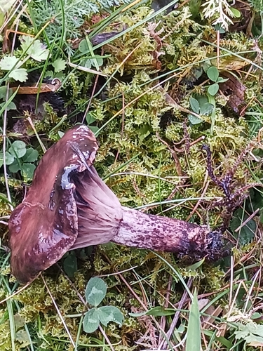 Gomphidius maculatus — no rights reserved
