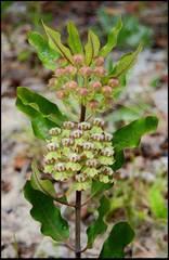 Asclepias tomentosa