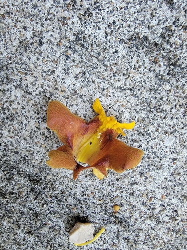 Gmelina arborea - Whole tree