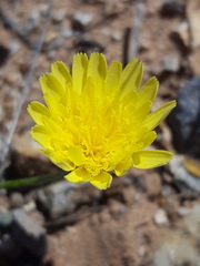 Malacothrix fendleri