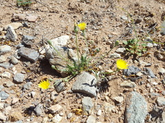 Malacothrix fendleri
