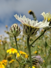 Malacothrix coulteri