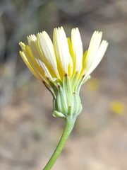 Malacothrix fendleri