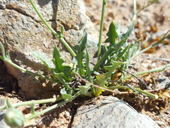 Malacothrix fendleri