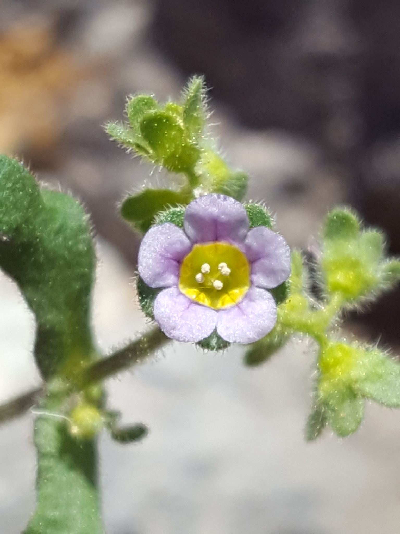 Eucrypta micrantha