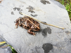 Pleurodema marmoratum