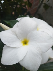 Plumeria pudica