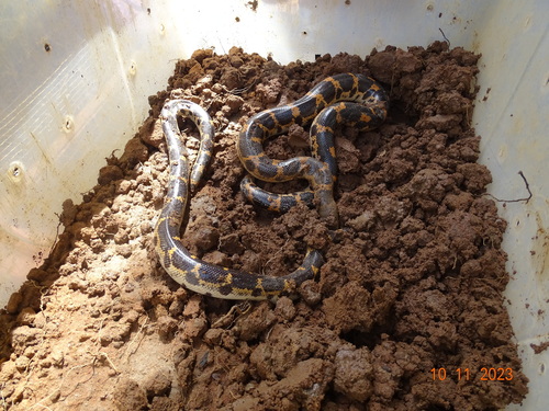 Photo of a Müller’s Sand Boa (Eryx muelleri)