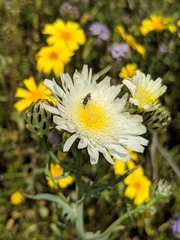 Malacothrix coulteri