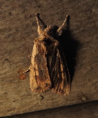 Lithophane hemina