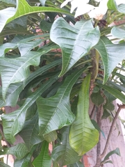Plumeria pudica