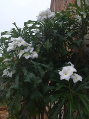 Plumeria pudica