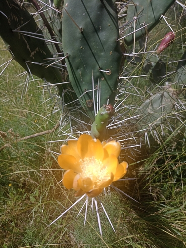 Image of Opuntia elata by (c) patriciabenitez, some rights reserved (CC BY-SA)