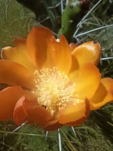 Image of Opuntia elata by (c) patriciabenitez, some rights reserved (CC BY-SA)