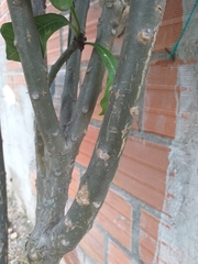 Plumeria pudica