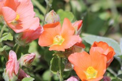 Sphaeralcea lindheimeri