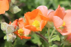 Sphaeralcea lindheimeri