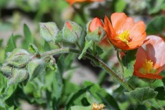 Sphaeralcea lindheimeri