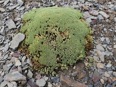 Pycnophyllum
