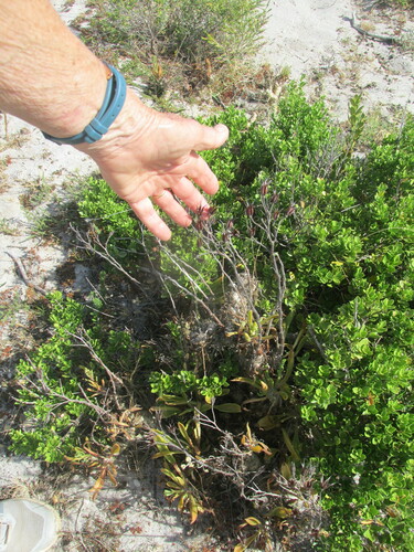Tylecodon grandiflorus