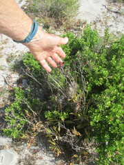 Tylecodon grandiflorus