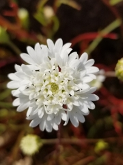 Chaenactis fremontii