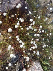 Chaenactis fremontii