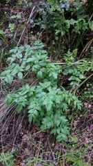 Angelica californica