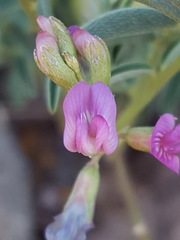 Astragalus allochrous