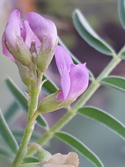 Astragalus allochrous
