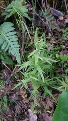 Castilleja affinis affinis