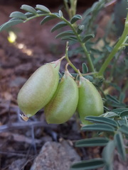 Astragalus allochrous