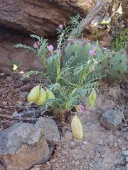 Astragalus allochrous
