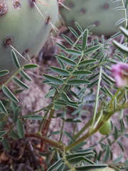 Astragalus allochrous