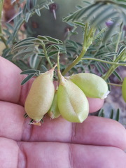 Astragalus allochrous