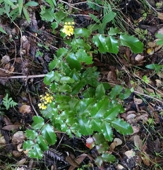 Berberis pinnata pinnata