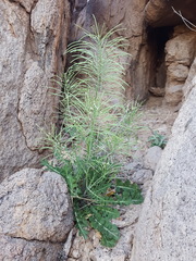 Dryopetalon runcinatum