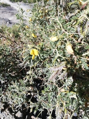 Adesmia miraflorensis