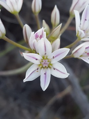 Allium macropetalum
