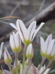 Allium macropetalum