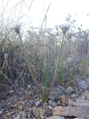 Allium macropetalum
