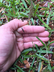 Limnoporus canaliculatus
