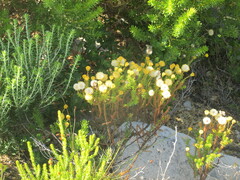 Chrysocoma cernua, photograph Caroline Voget, CC BY, iNaturalist via GBIF