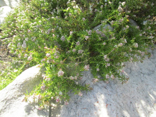 Image of Spreading Blombush (Metalasia divergens) by (c) Caroline Voget, some rights reserved (CC BY)