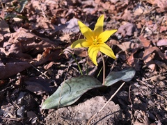 Erythronium rostratum